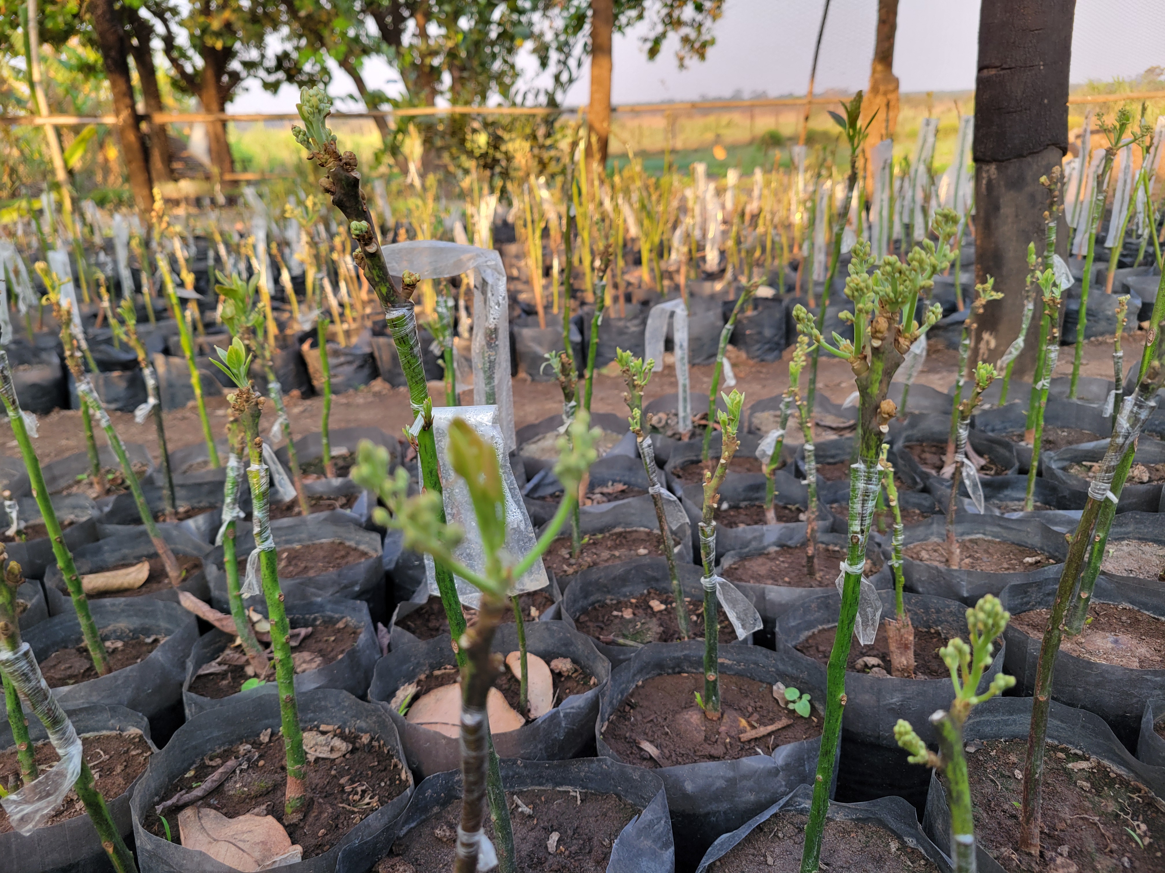 Grafted Avocado Seedlings