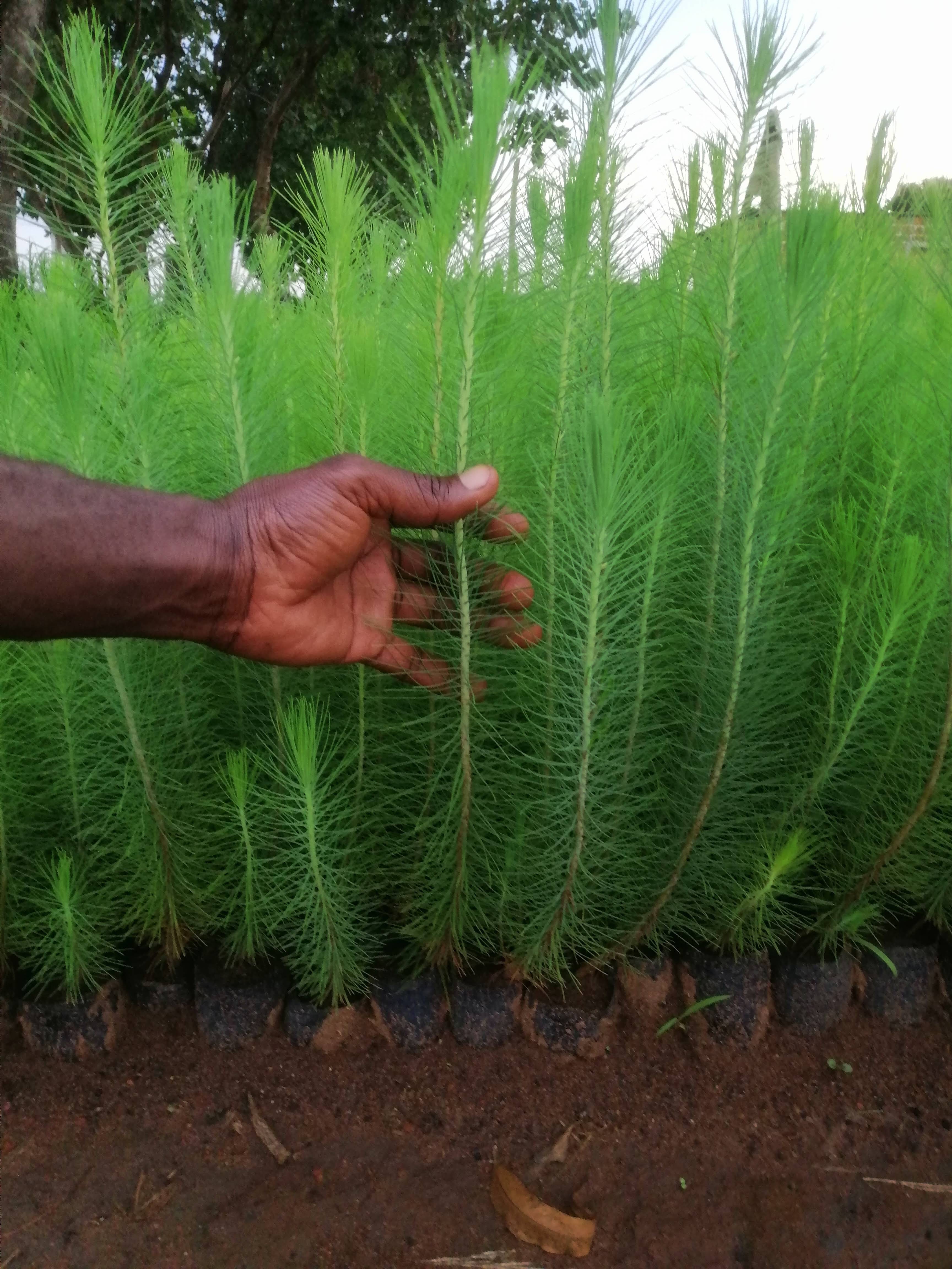 Pine Tree Seedlings