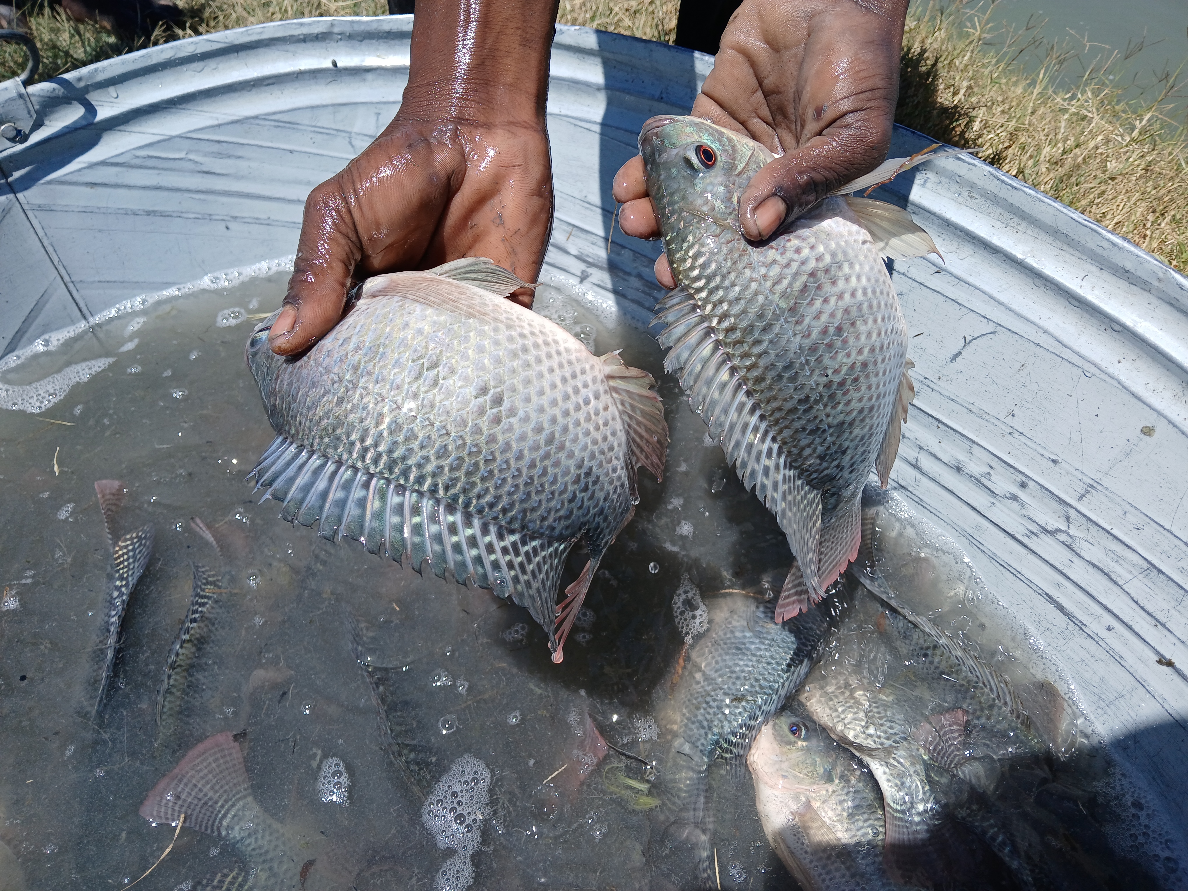 Fish Farming & Aquaculture
