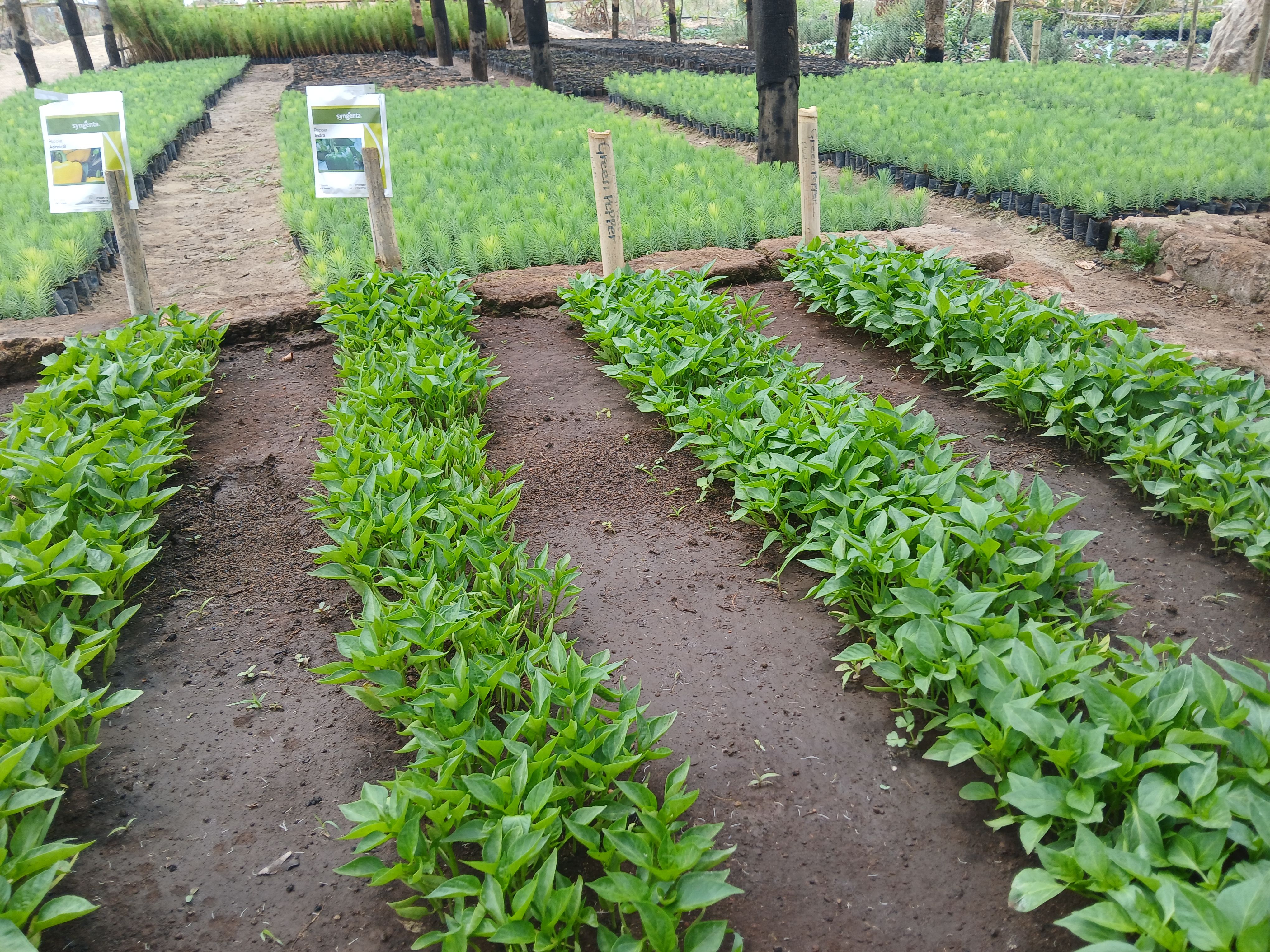 Irrigation Systems